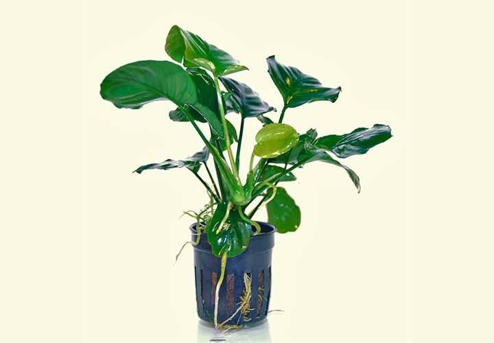 quarium plant